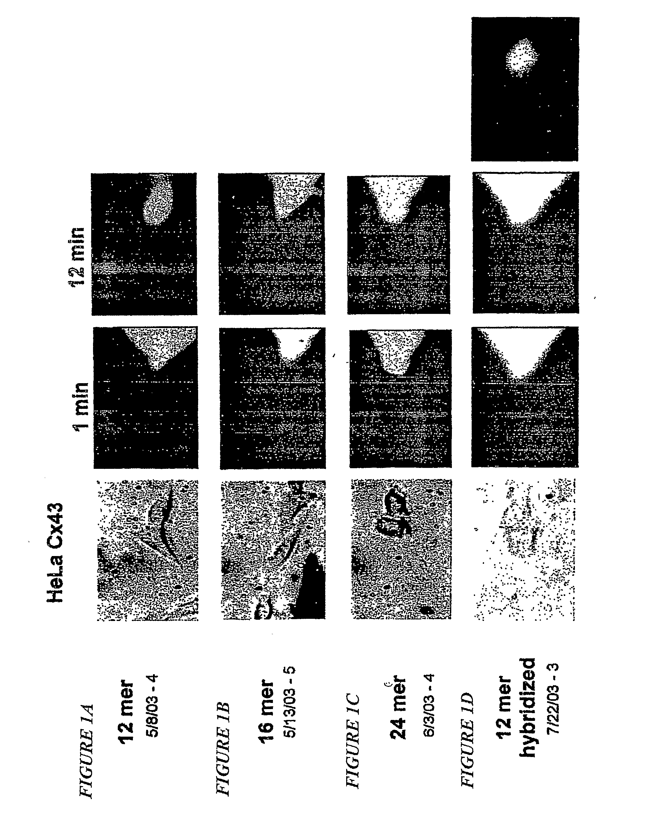 Delivery of Dna or Rna Via Gap Junctions from Host Cells to Target Cells and a Cell-Based Delivery System for Antisense or siRna