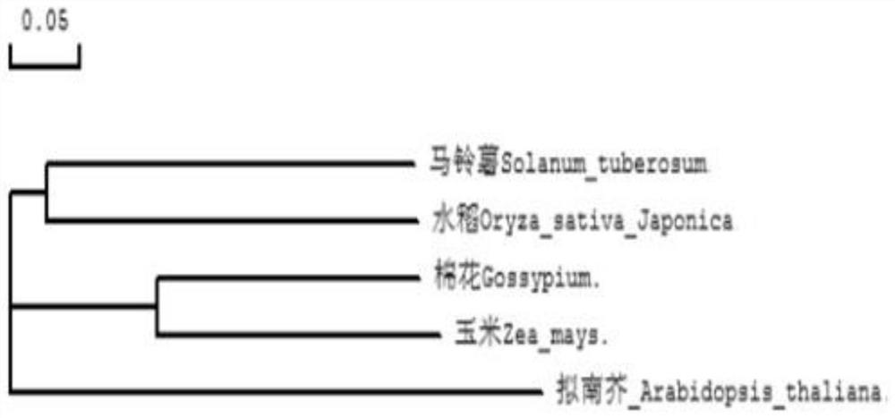 Potato KNOX transcription factor StKNOX1 gene, encoded protein and application thereof