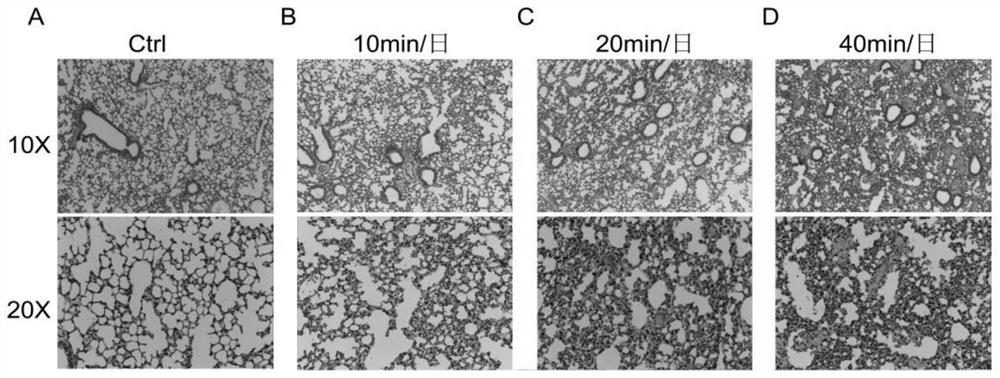 A method for constructing an animal model for evaluating the immune injury of mice caused by cigarette smoke