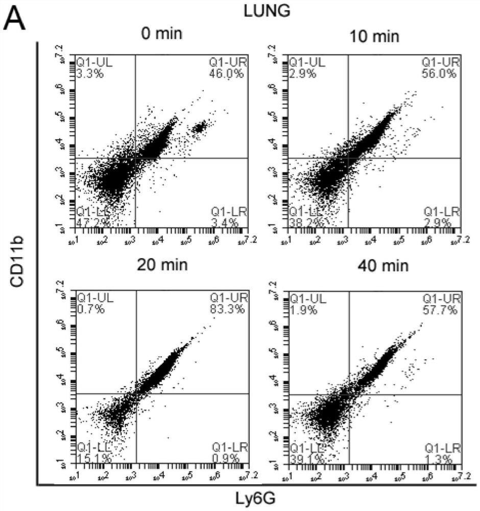 A method for constructing an animal model for evaluating the immune injury of mice caused by cigarette smoke