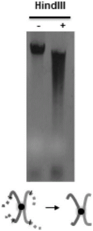 DLO Hi-C (Digestion-Ligation-Only Hi-C) chromosome conformation capture method