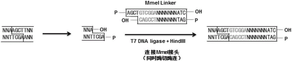 DLO Hi-C (Digestion-Ligation-Only Hi-C) chromosome conformation capture method