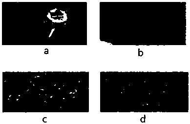 A method for producing probiotic dendrobium enzyme using dendrobium leaves