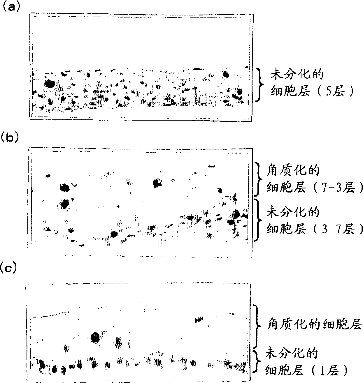 Cell culture method and cell sheet