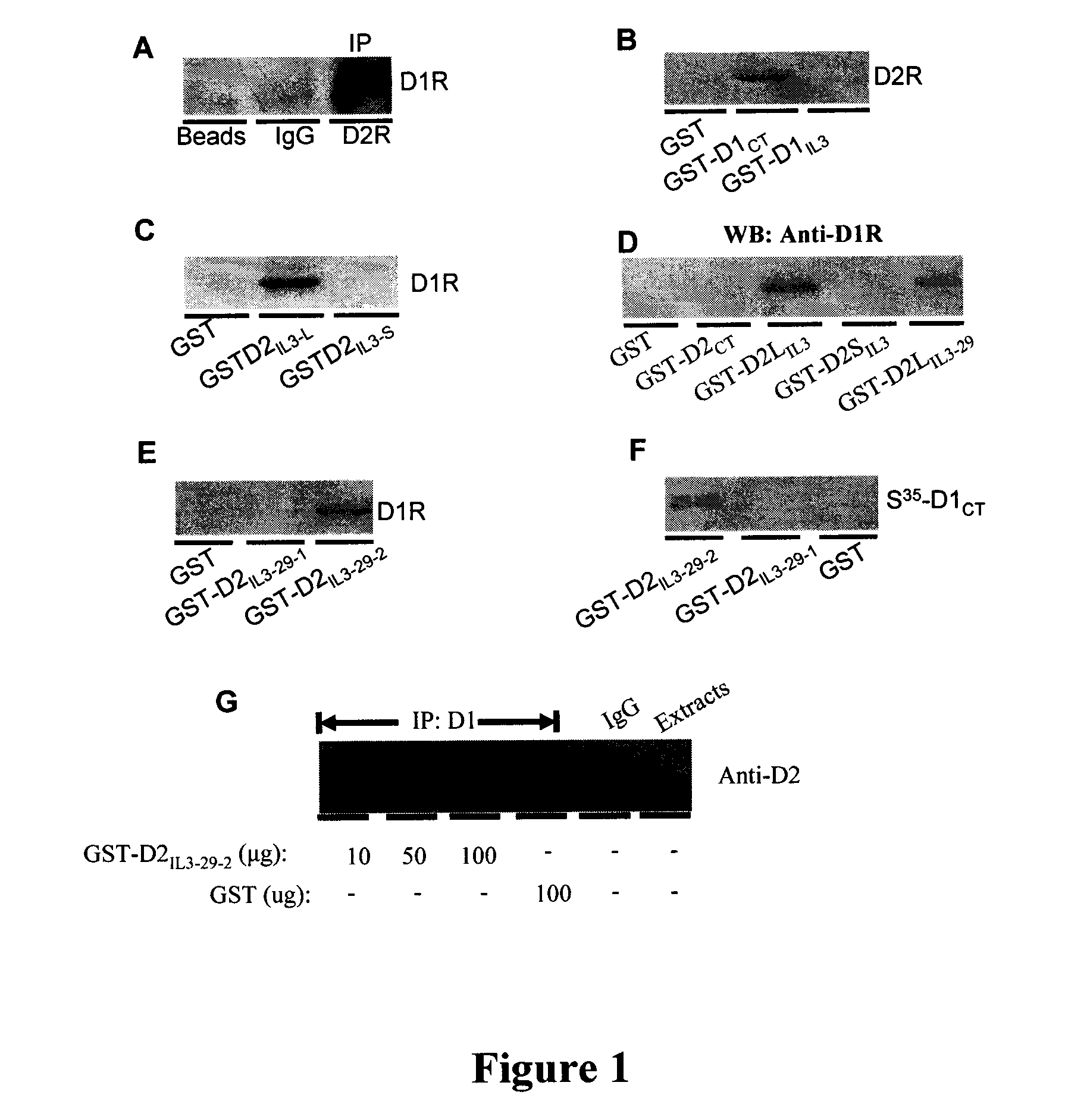 Polypeptides and methods for modulating D1-D2 dopamine receptor interaction and function