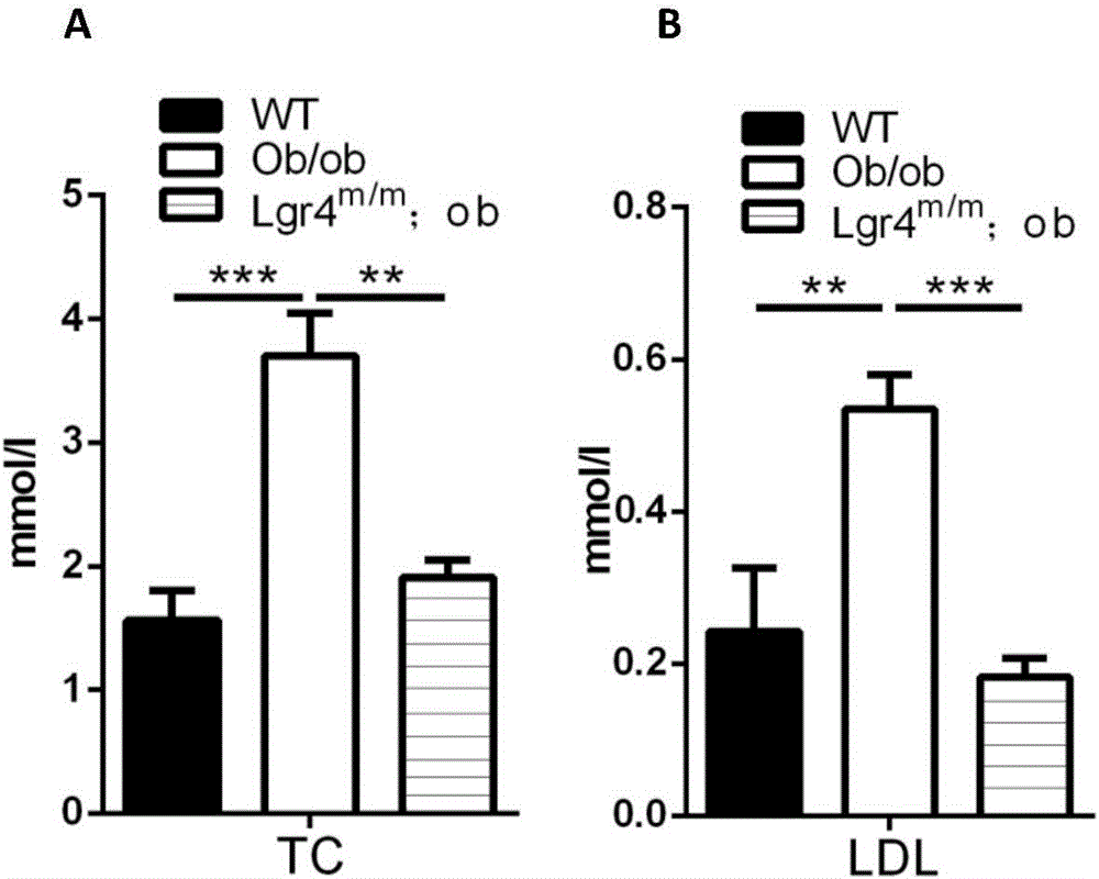 LGR4 gene/protein for screening medicine for treating hypercholesteremia