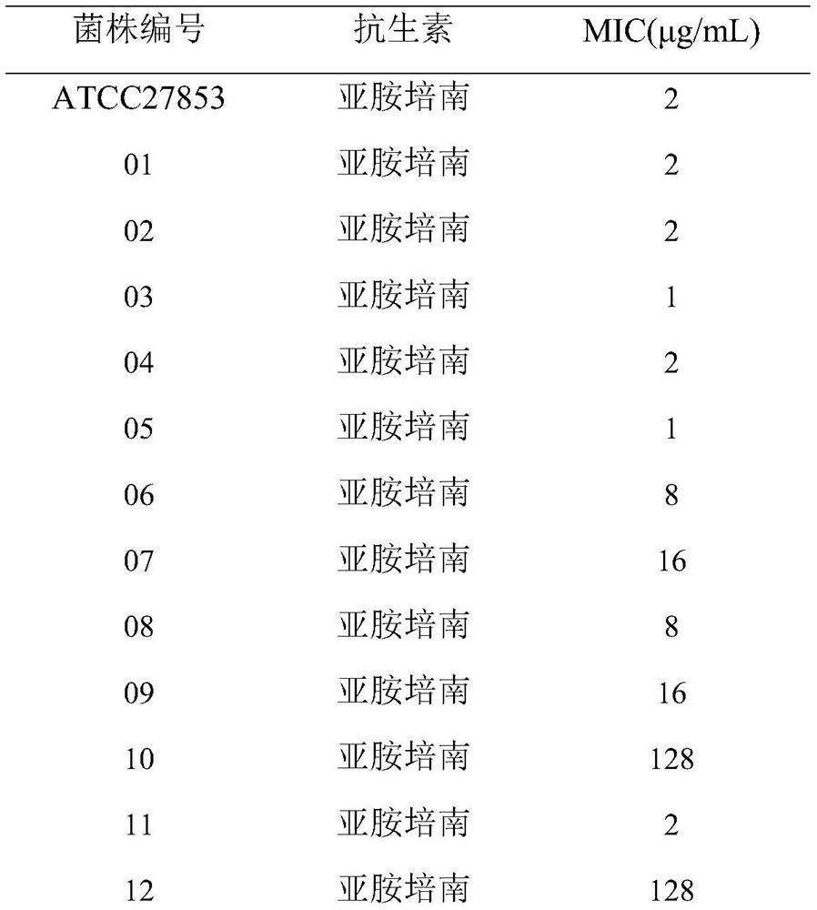 Application of buerger's lespedeza root extract in preparation of imipenem anti-pseudomonas aeruginosa sensitizer