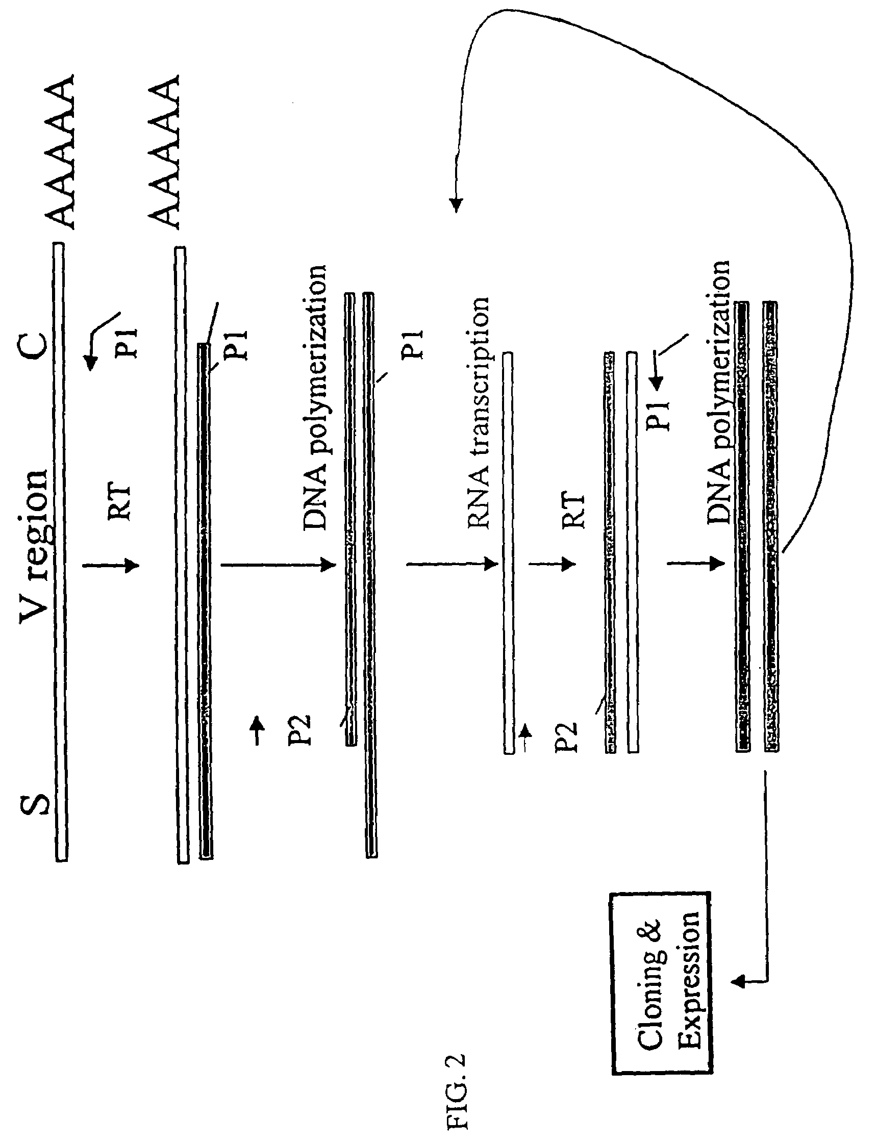 Method for cloning variable domain sequences of immunological gene repertoire