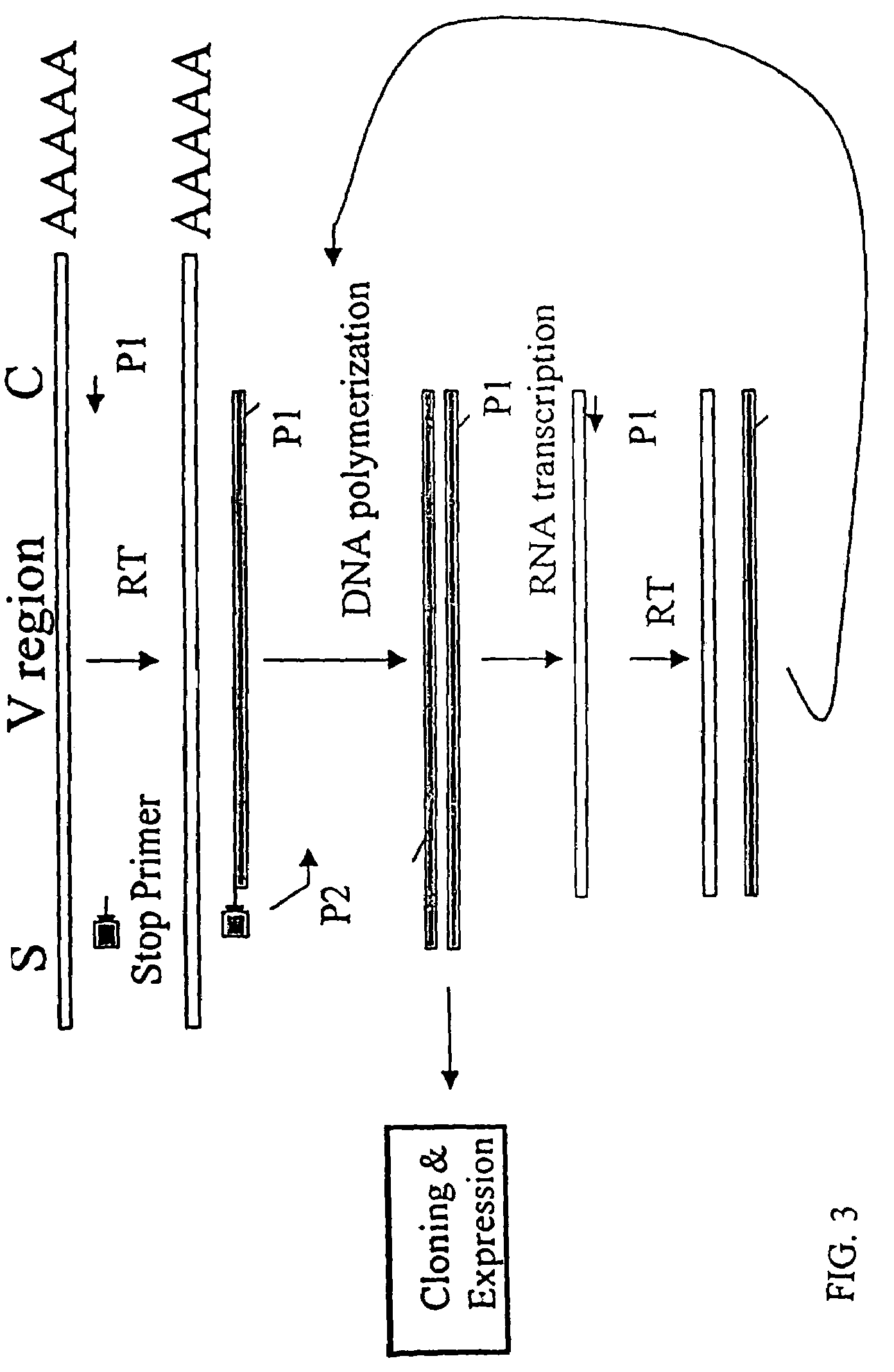 Method for cloning variable domain sequences of immunological gene repertoire