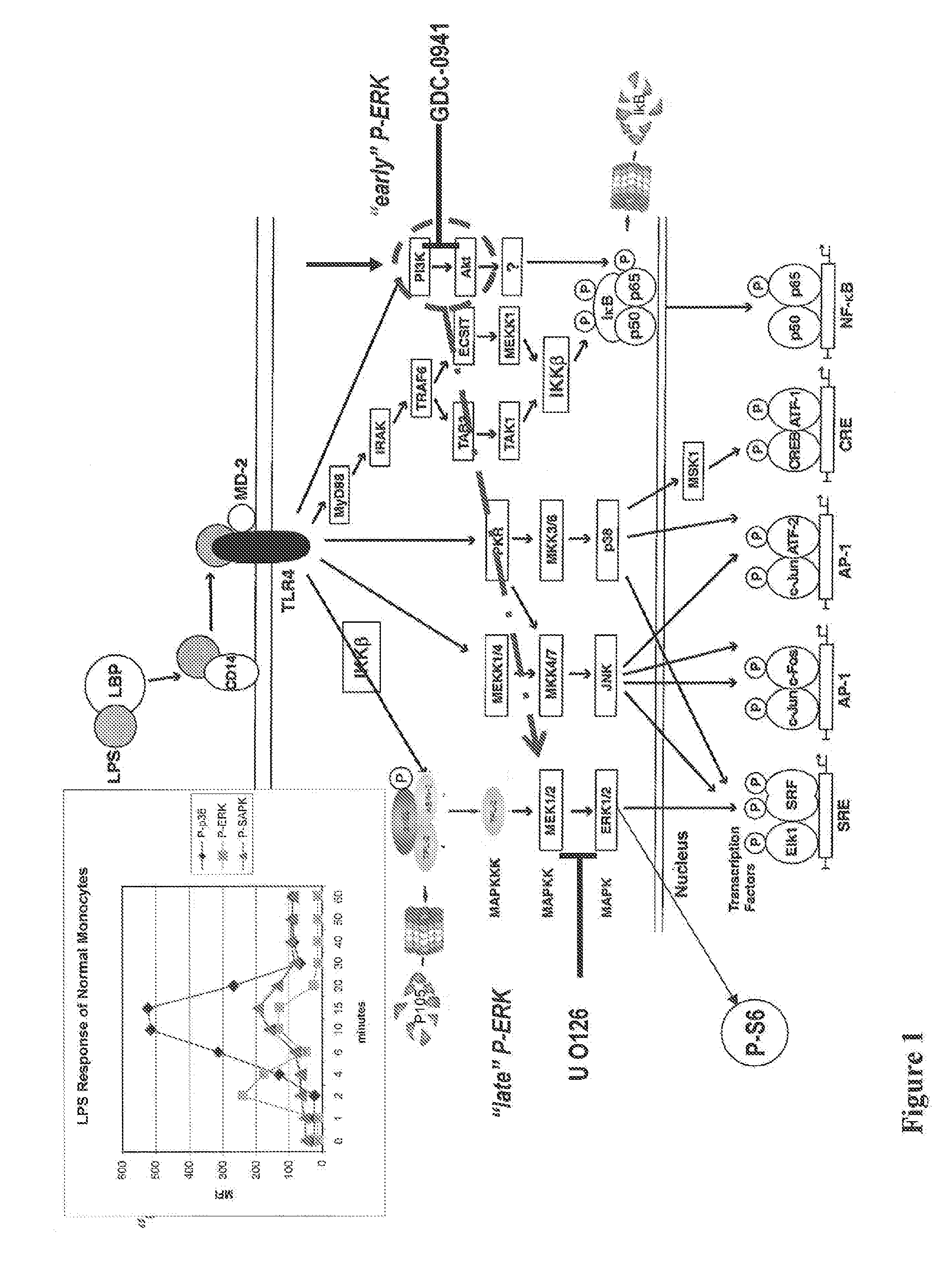 Proteasome inhibition assay and methods of use