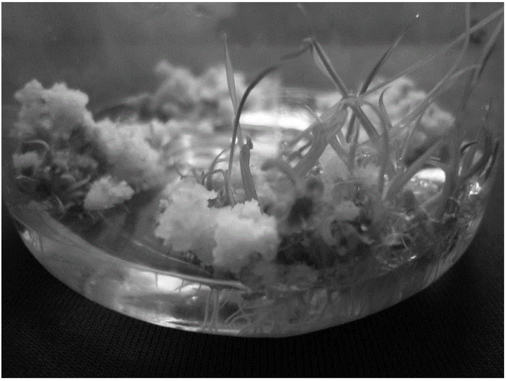 Medium and method for rapid breeding of Oryza granulate somatic hybridization generation