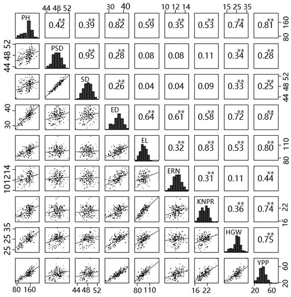 Mutant allele of ZmAMP1 gene and application thereof