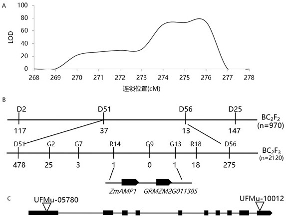 Mutant allele of ZmAMP1 gene and application thereof