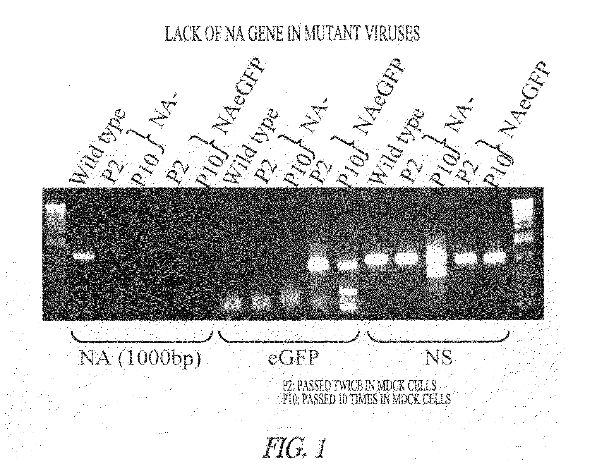 Neuraminidase-deficient live influenza vaccines