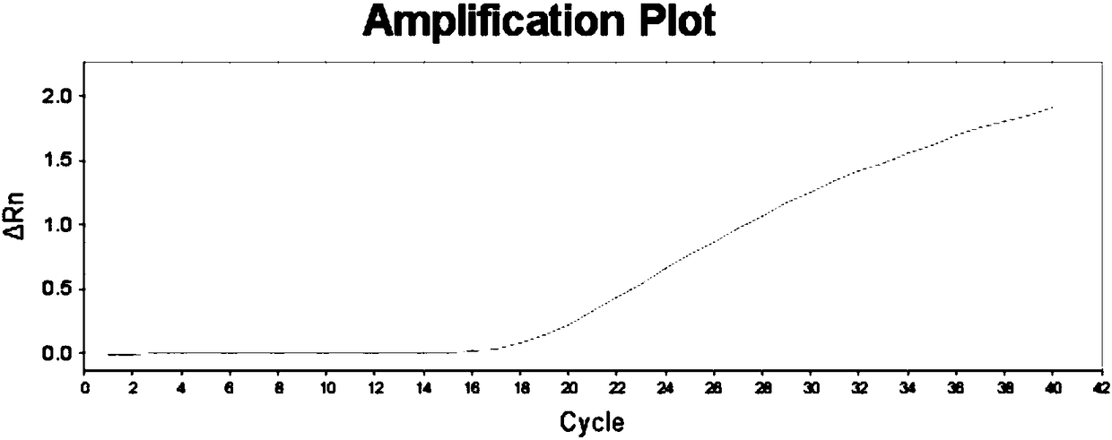 SNP (single nucleotide polymorphism) molecular marker for identifying taxus cuspidata and application of SNP molecular marker