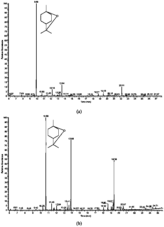 Method for extracting cinnamomum camphora essential oil enriched with 1,8-cineole by using ionic liquid as green medium