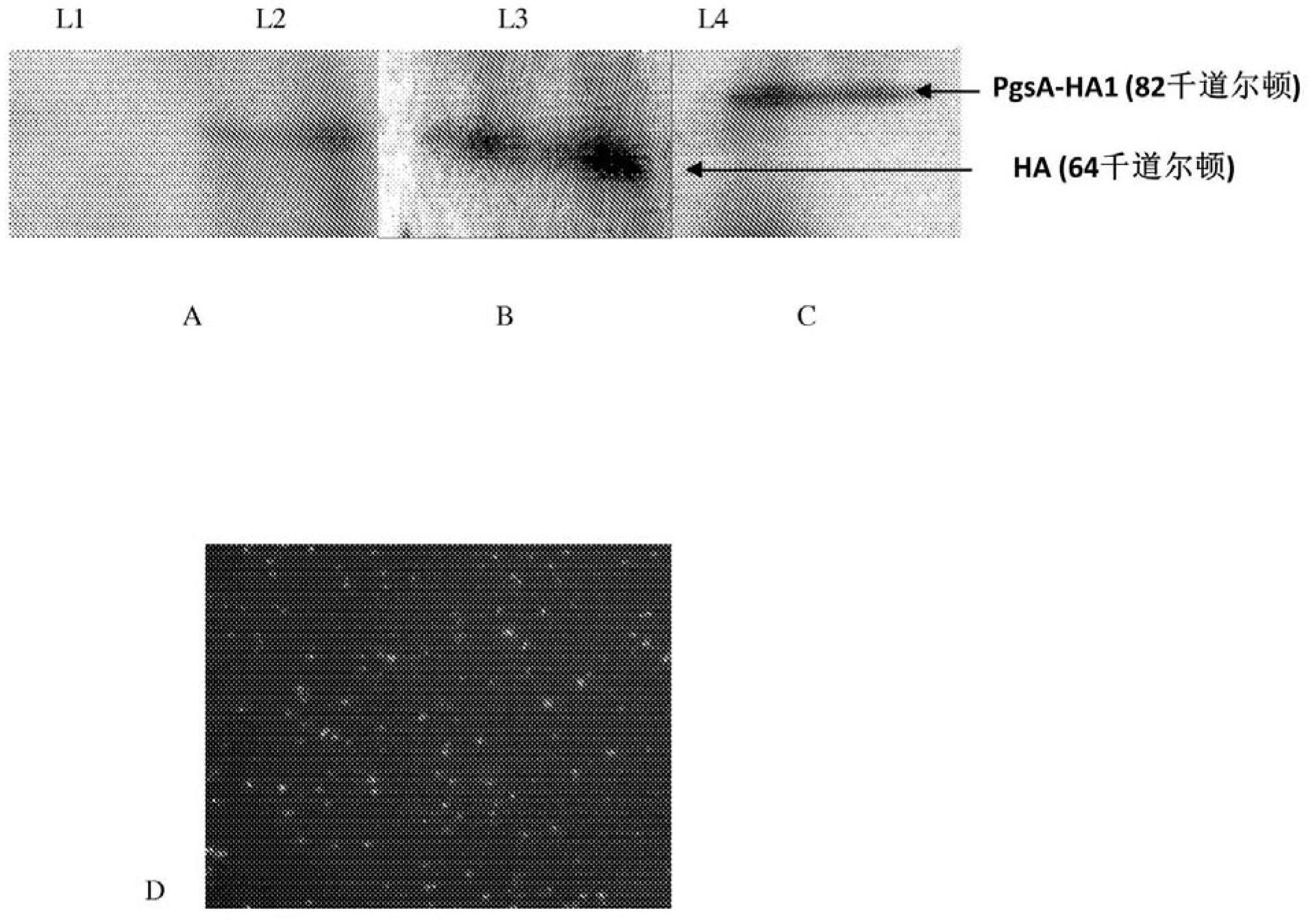 Immunoprotection by oral administration of recombinant lactococcus lactis mini-capsules