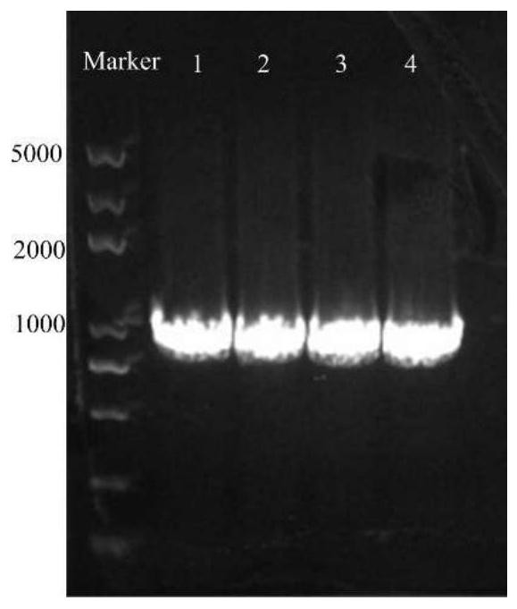 A kind of phenylalanine dehydrogenase for catalyzing the preparation of unnatural amino acid and its application