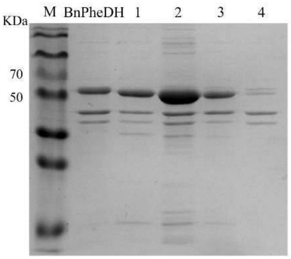 A kind of phenylalanine dehydrogenase for catalyzing the preparation of unnatural amino acid and its application