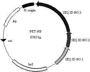 Recombinant plasmid for degrading nitrobenzene, gene engineering bacteria and preparation method thereof