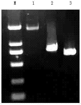 Recombinant plasmid for degrading nitrobenzene, gene engineering bacteria and preparation method thereof