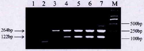 A detection kit for accurately quantifying HIV DNA and its detection method