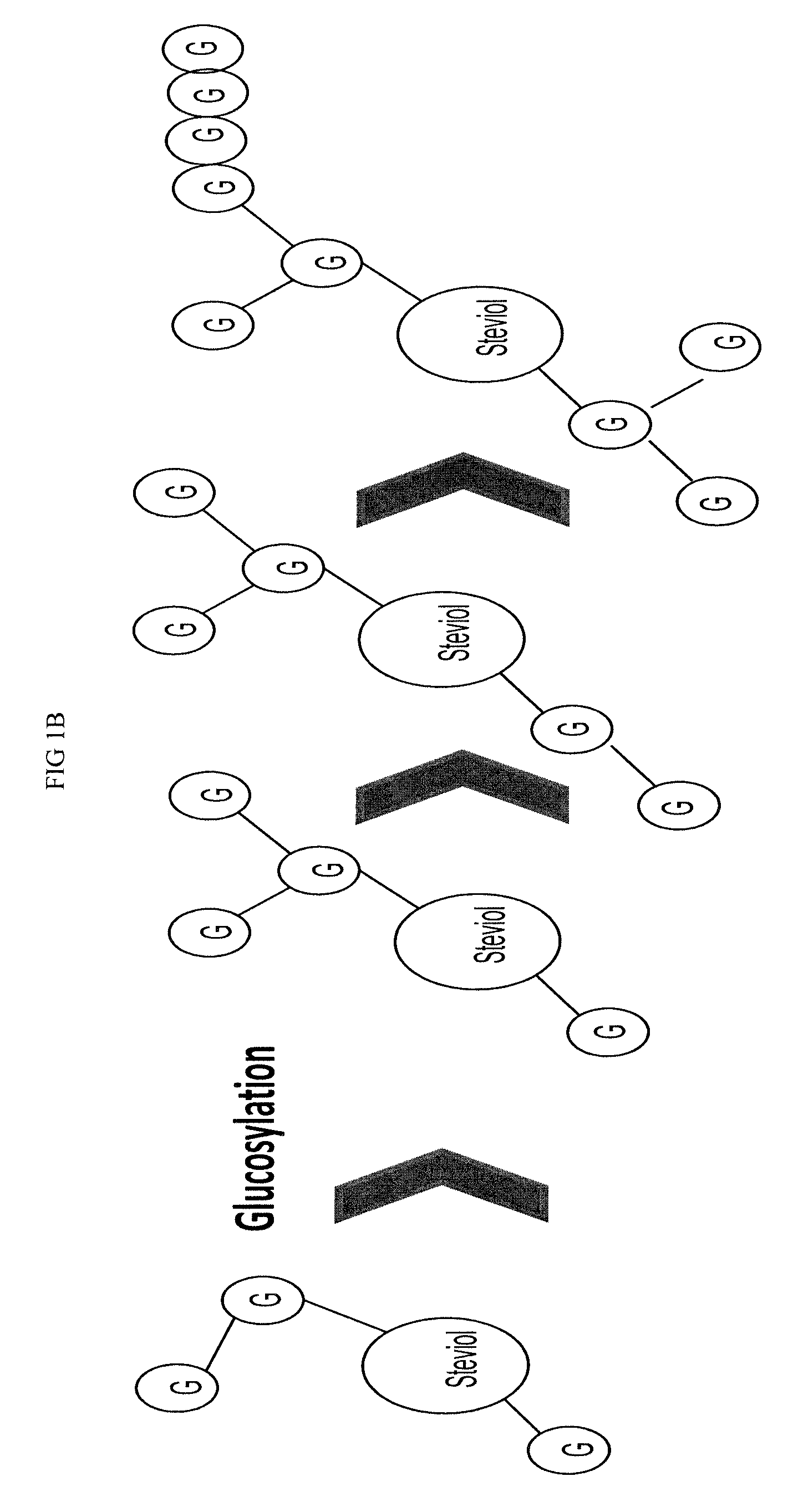 Glucosylated steviol glycoside as a flavor modifier