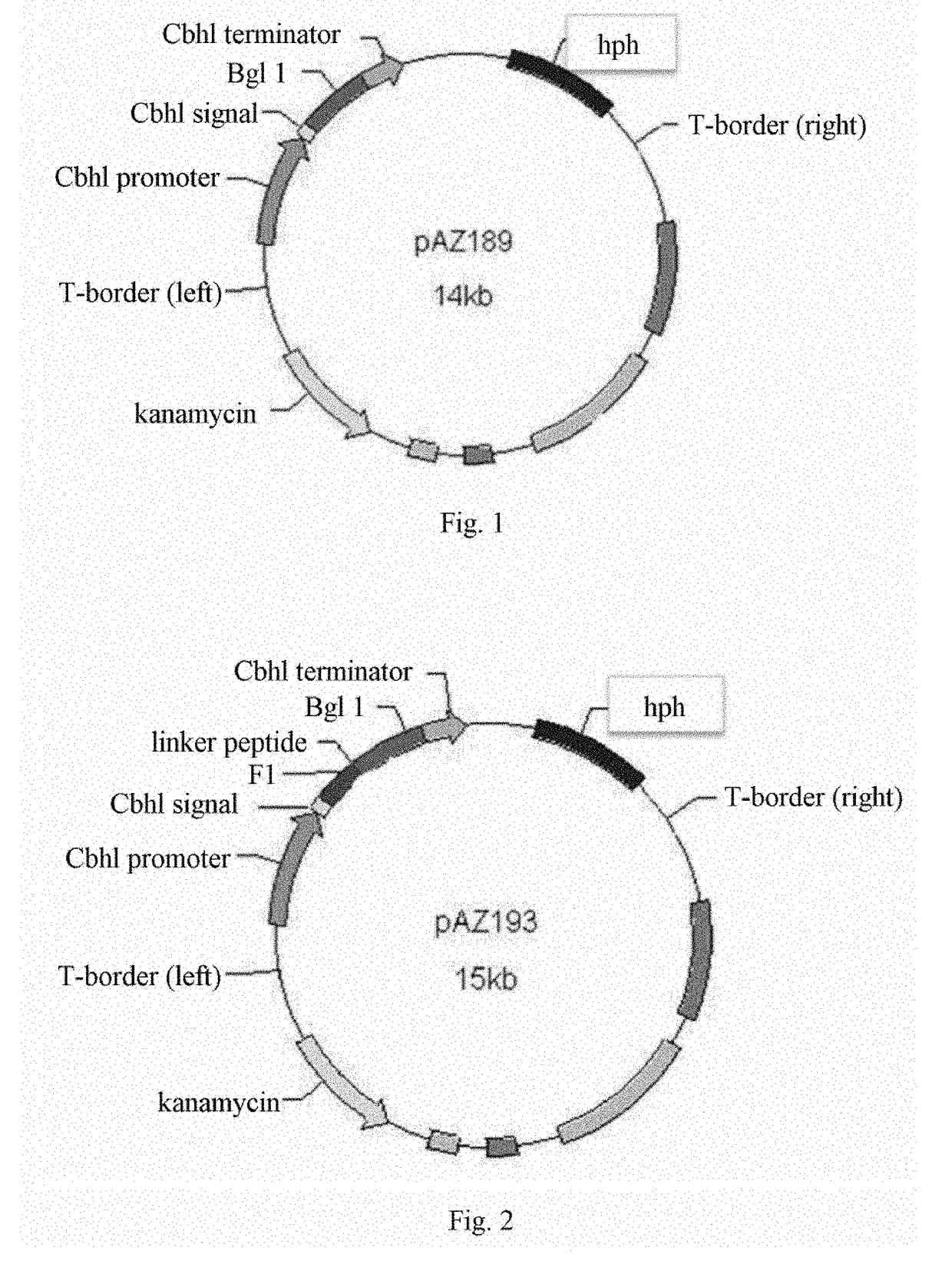 Methods for recombinant expression of beta-glucosidase gene