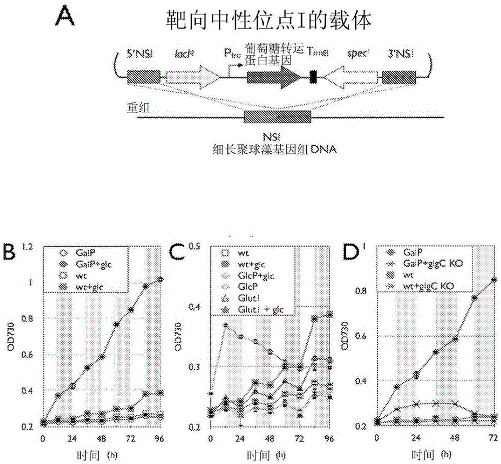 Trophic conversion of photoautotrophic bacteria for improved diurnal properties