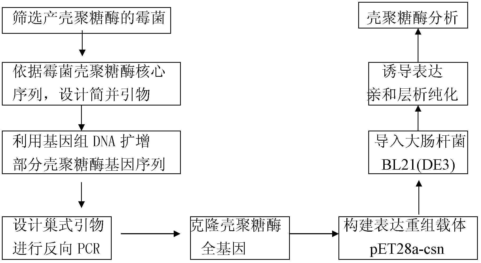 Penicillium source chitosanase gene and preparation method thereof