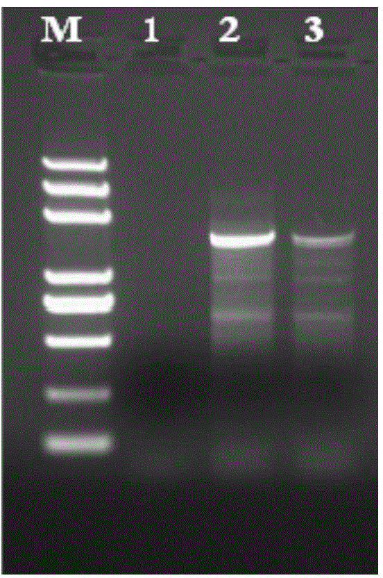 Method for constructing transcriptome library