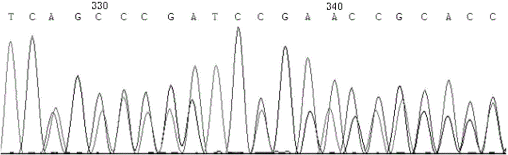 Method for constructing transcriptome library