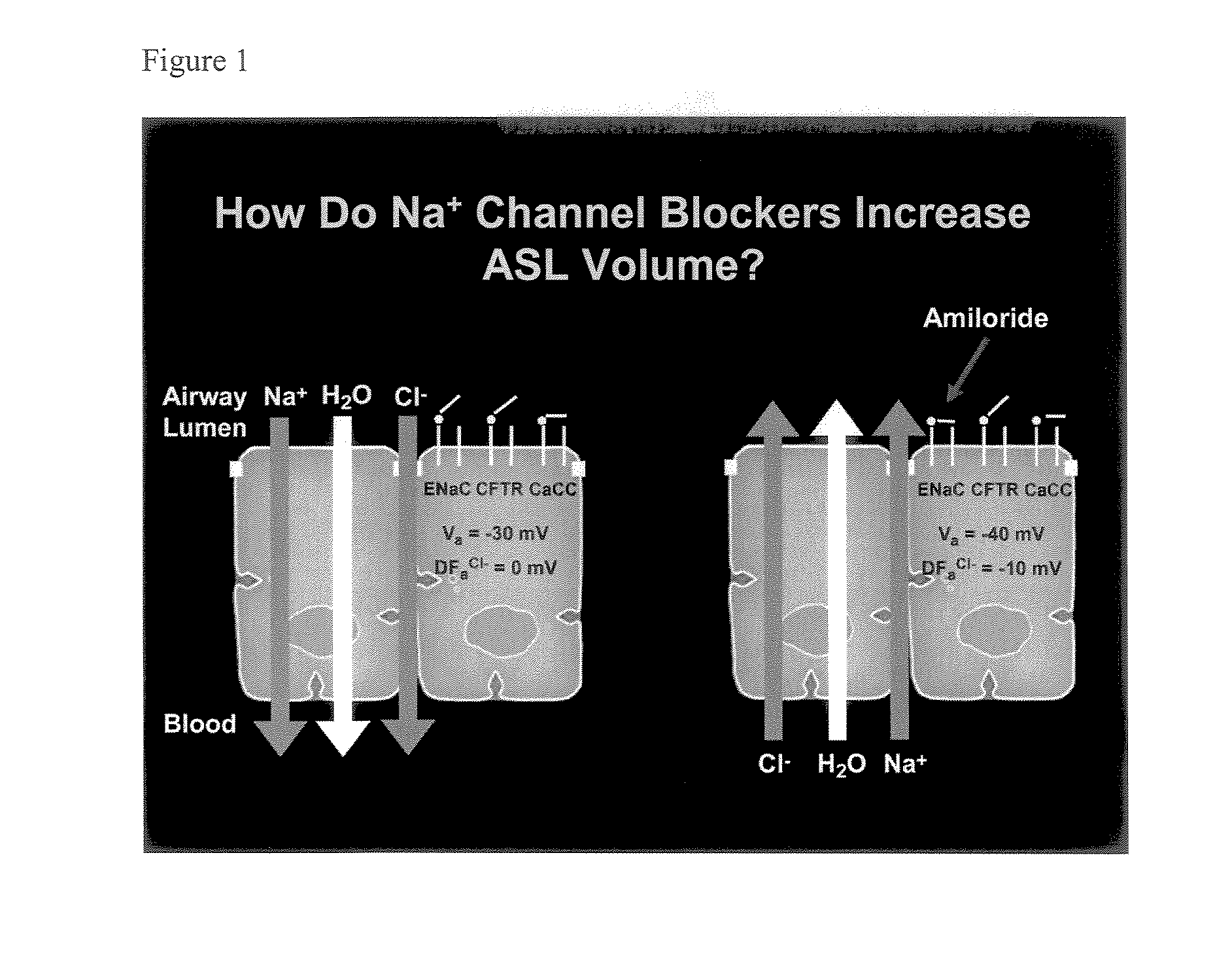 Aliphatic pyrazinoylguanidine sodium channel blockers with beta agonist activity