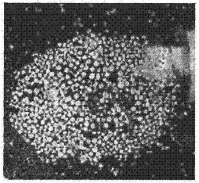 Artificial cultivation and seedling industrial production method of dendrobium nobile polyploid compound