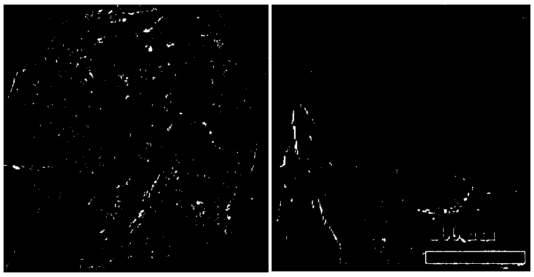 Pd/MGN composite material with high oxidization reduction electrocatalytic activity as well as preparation method and application thereof