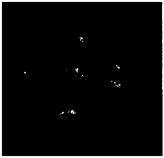 A kind of establishment method of catalpa catapulia embryogenic cell suspension line