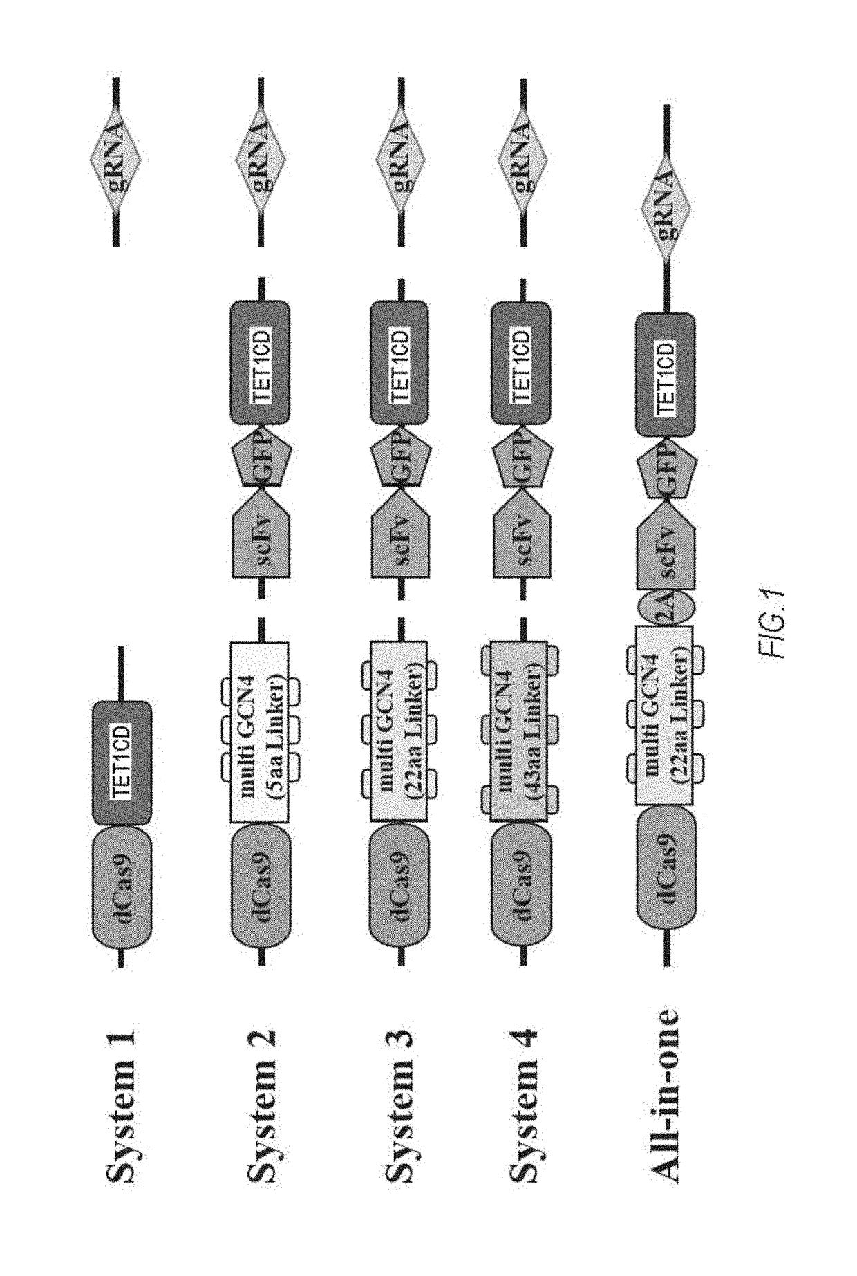 DNA methylation editing kit and DNA methylation editing method