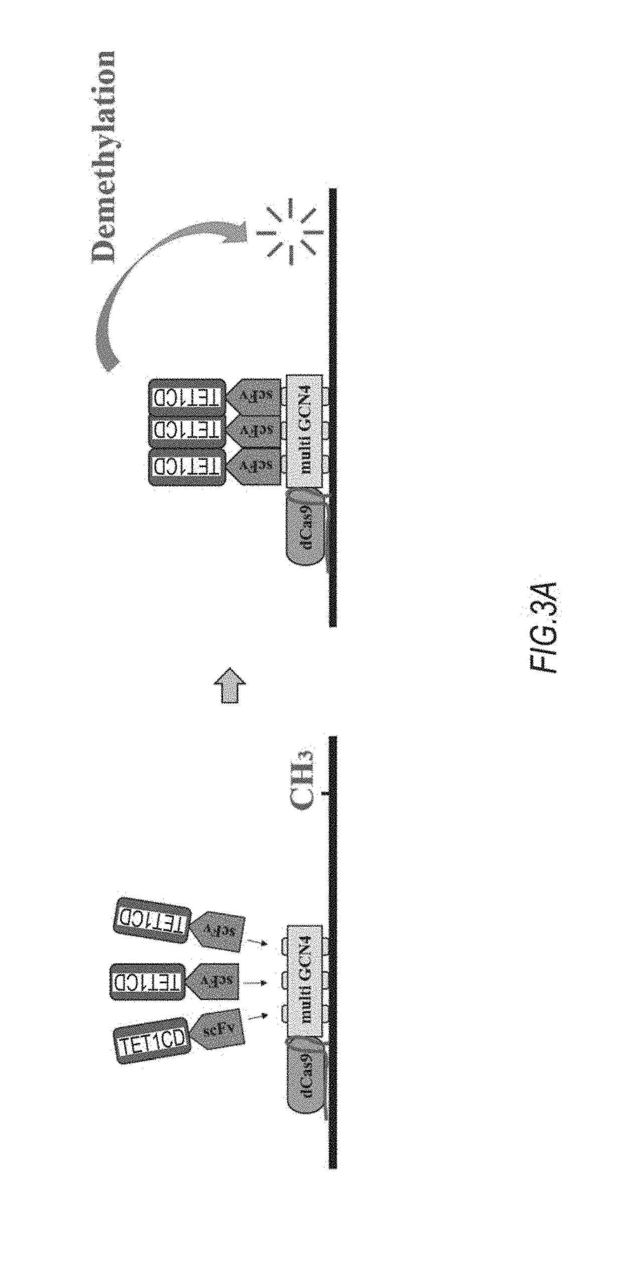 DNA methylation editing kit and DNA methylation editing method