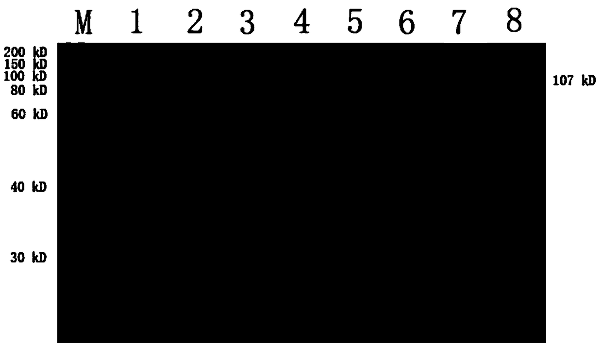 Blocking ELISA (enzyme-linked immunosorbent assay) kit for detection of fowl adenovirus I type-4 antibody and application thereof