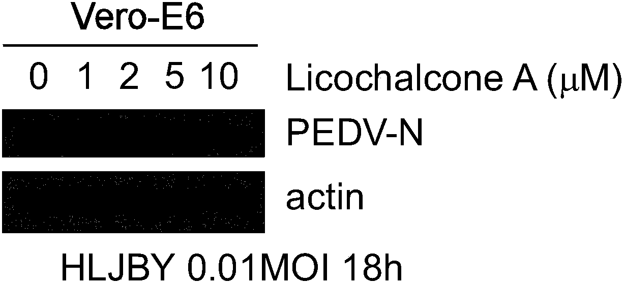 Application of licochalcone A in preparation of medicine for resisting porcine epidemic diarrhea virus