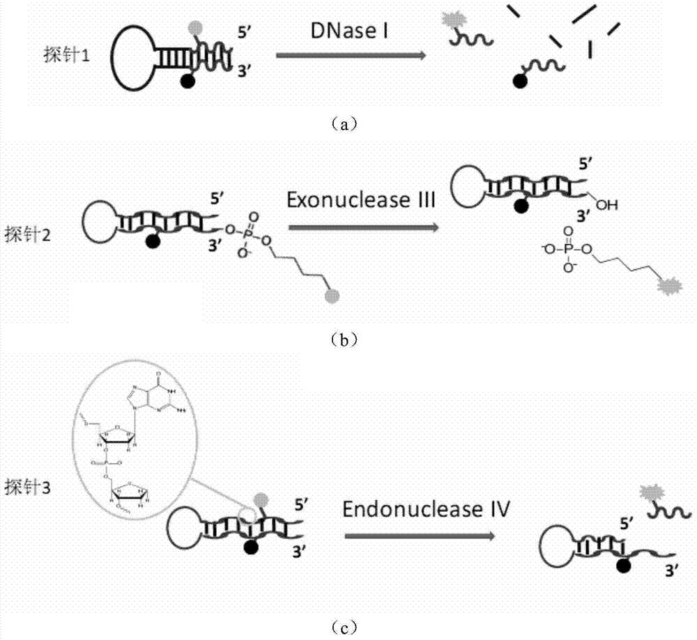 Thio probe for detecting nuclease with 3'-5' exo activity