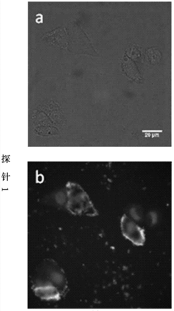 Thio probe for detecting nuclease with 3'-5' exo activity