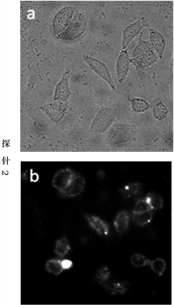 Thio probe for detecting nuclease with 3'-5' exo activity