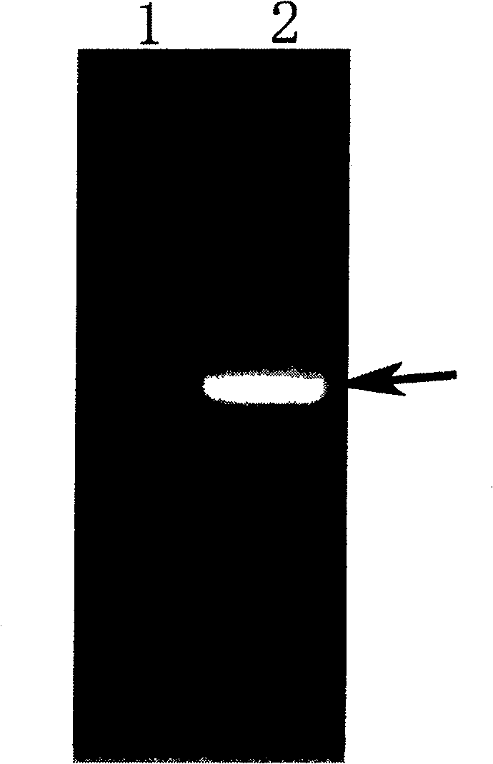 Production of recombinant human serum albumin with rice-embryo milk cell as biological reactor