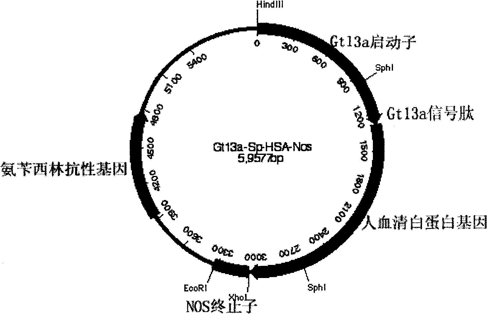 Production of recombinant human serum albumin with rice-embryo milk cell as biological reactor