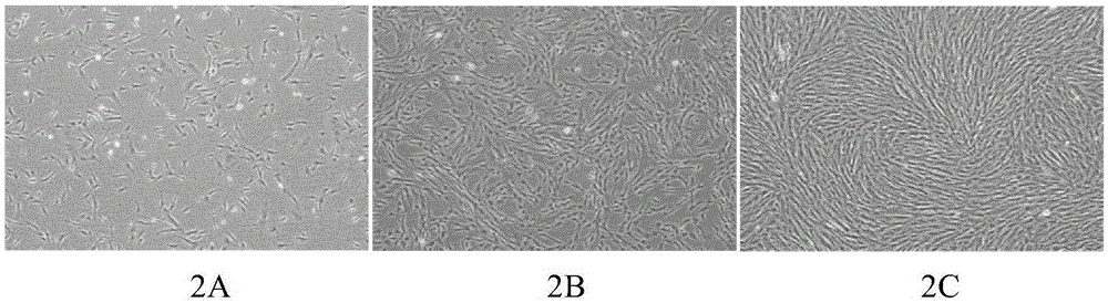 Serum-free medium and preparing method and application thereof