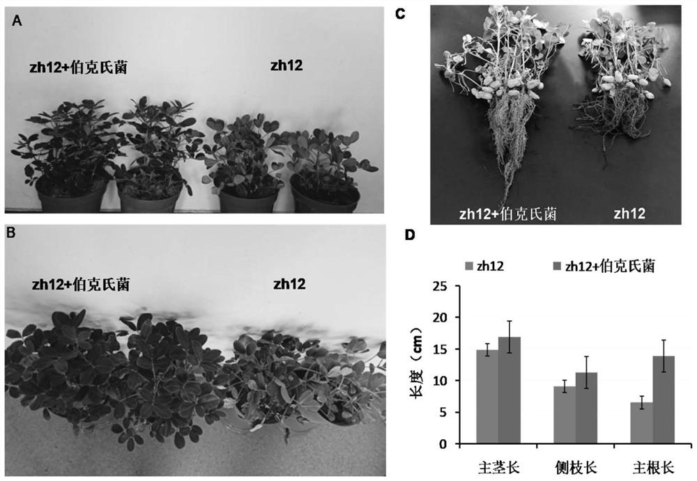 A kind of peanut endogenous Burkholderia cepacia and application thereof