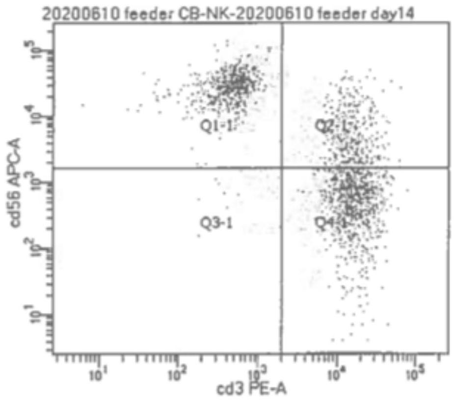 Method for amplifying natural killer cells from placenta tissue