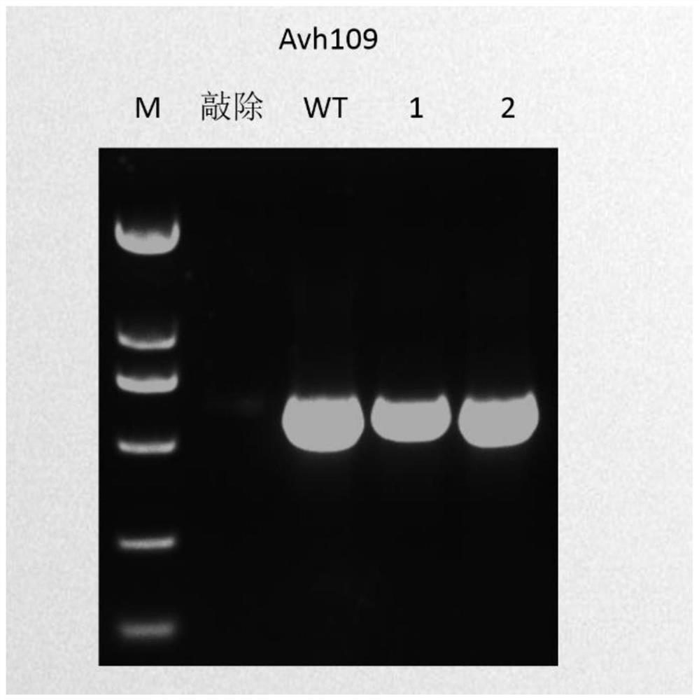 Application of Nat1 gene as selection marker in genetic transformation of oomycetes
