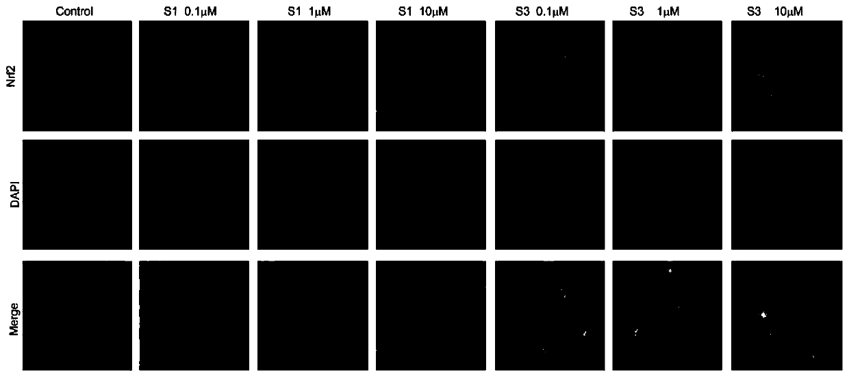 Application of homoplantaginin and derivatives of homoplantaginin as Nrf-2 activators